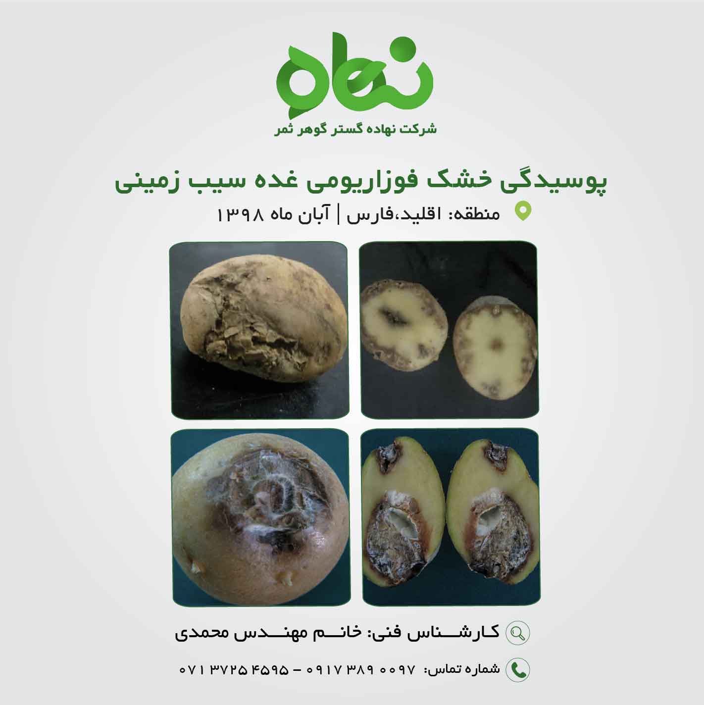 پوسیدگی خشک فوزاریومی غده سیب زمینی